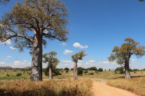 Baobabs sur la route du retour